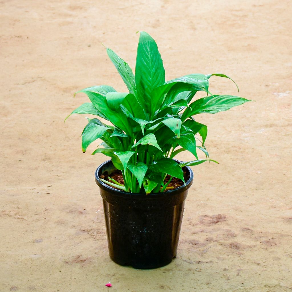 Peace Lily in 6 Inch Nursery Pot