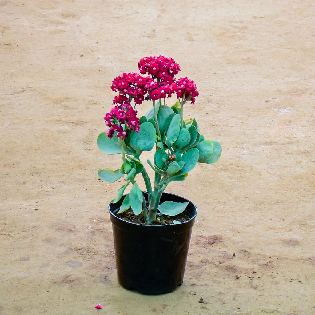 Kalanchoe Pink Succulent in 6 Inch Nursery Pot