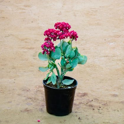 Buy Kalanchoe Pink Succulent in 6 Inch Nursery Pot Online | Urvann.com