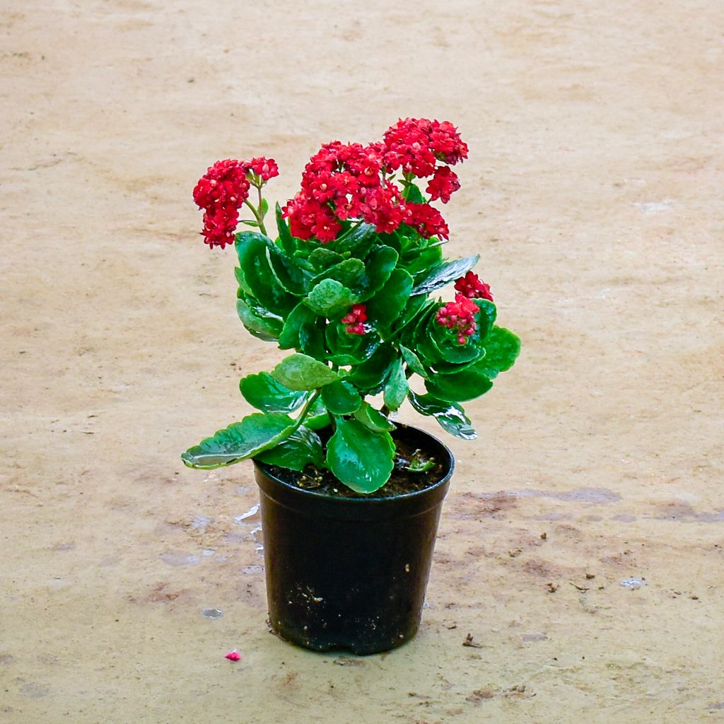 Kalanchoe Red Succulent in 6 Inch Nursery Pot