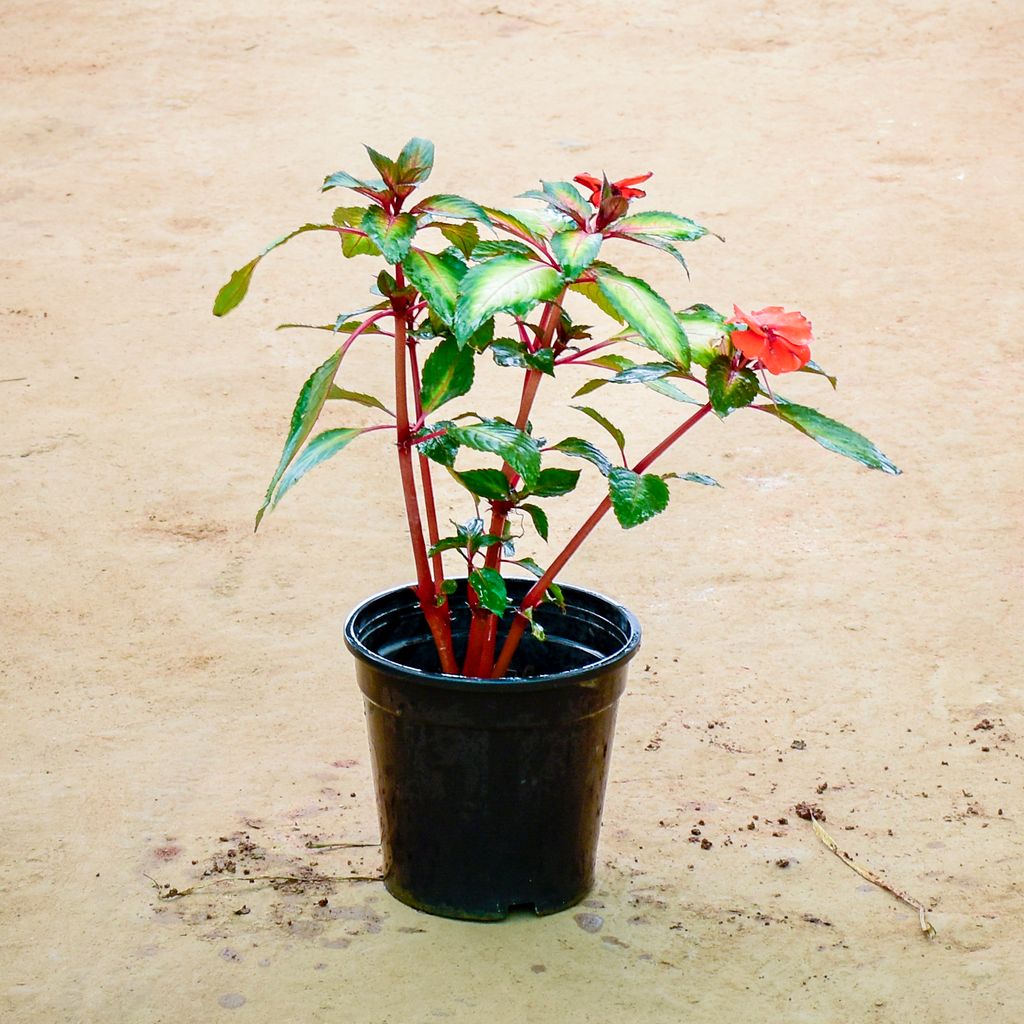 Impatiens Balsamina (Any Colour) in 6 Inch Nursery Pot