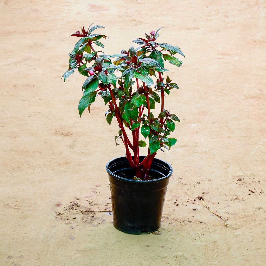 Impatiens Balsamina (Any Colour) in 6 Inch Nursery Pot