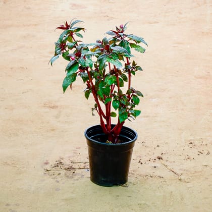 Buy Impatiens Balsamina (Any Colour) in 6 Inch Nursery Pot Online | Urvann.com