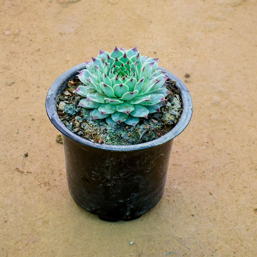 Laxmi Kamal Succulent in 3 Inch Nursery Pot