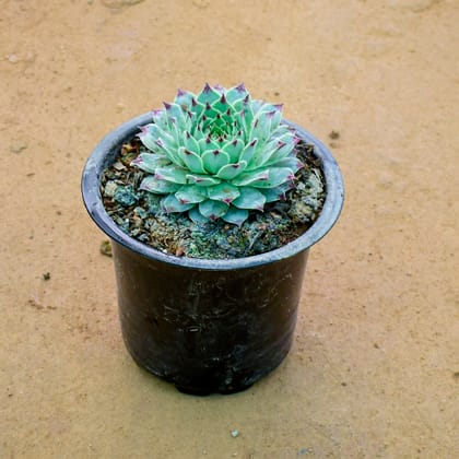 Buy Laxmi Kamal Succulent in 3 Inch Nursery Pot Online | Urvann.com