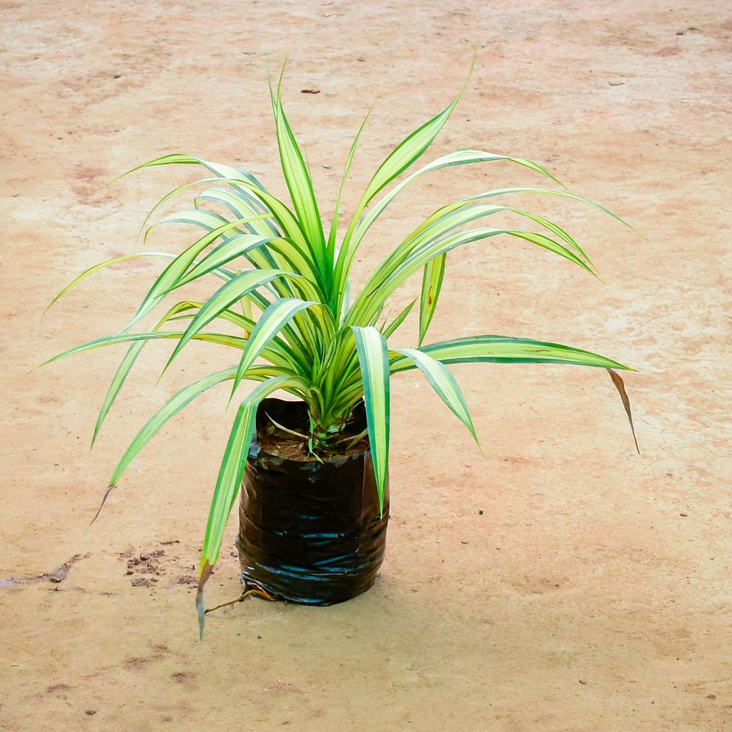 Pandanus in 10 Inch Nursery Bag