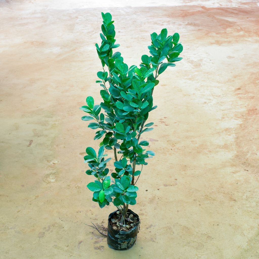 Lemon Ficus in 10 Inch Nursery Bag