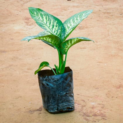 Buy Dieffenbachia Seguine in 10 Inch Nursery Bag Online | Urvann.com