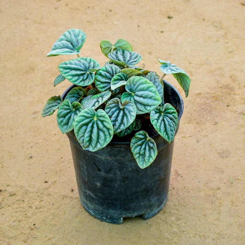 Peperomia / Radiator Plant in 4 Inch Nursery Pot