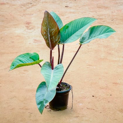 Buy Philodendron Red Congo in 6 Inch Nursery Pot Online | Urvann.com