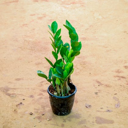 Buy Zz Green in 6 Inch Nursery Pot Online | Urvann.com