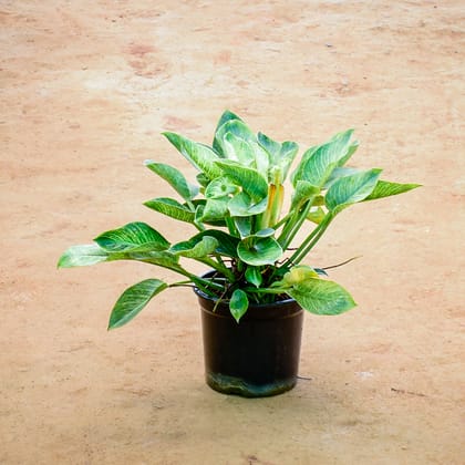 Buy Philodendron Birkin in 8 Inch Nursery Pot Online | Urvann.com