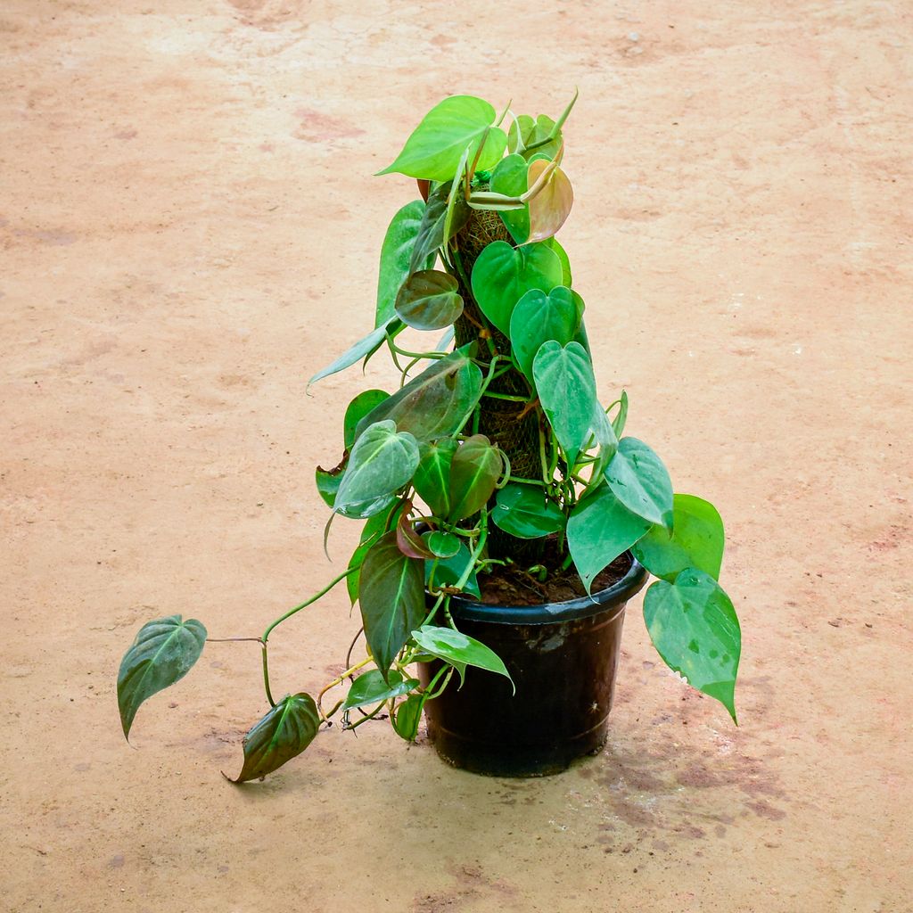 Philodendron Heart Leaf in 10 Inch Nursery Pot