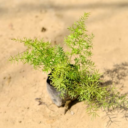 Asparagus Marry in 4 Inch Nursery Bag