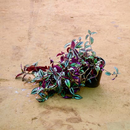 Buy Wandering Jew in 4 Inch Nursery Pot Online | Urvann.com