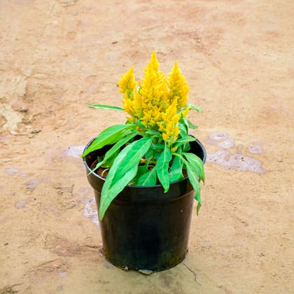 Buy Celosia / Cockscomb Yellow in 6 Inch Nursery Pot Online | Urvann.com