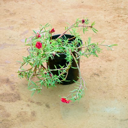 Buy Portulaca Moss Rose (Any colour) in 6 Inch Nursery Pot Online | Urvann.com