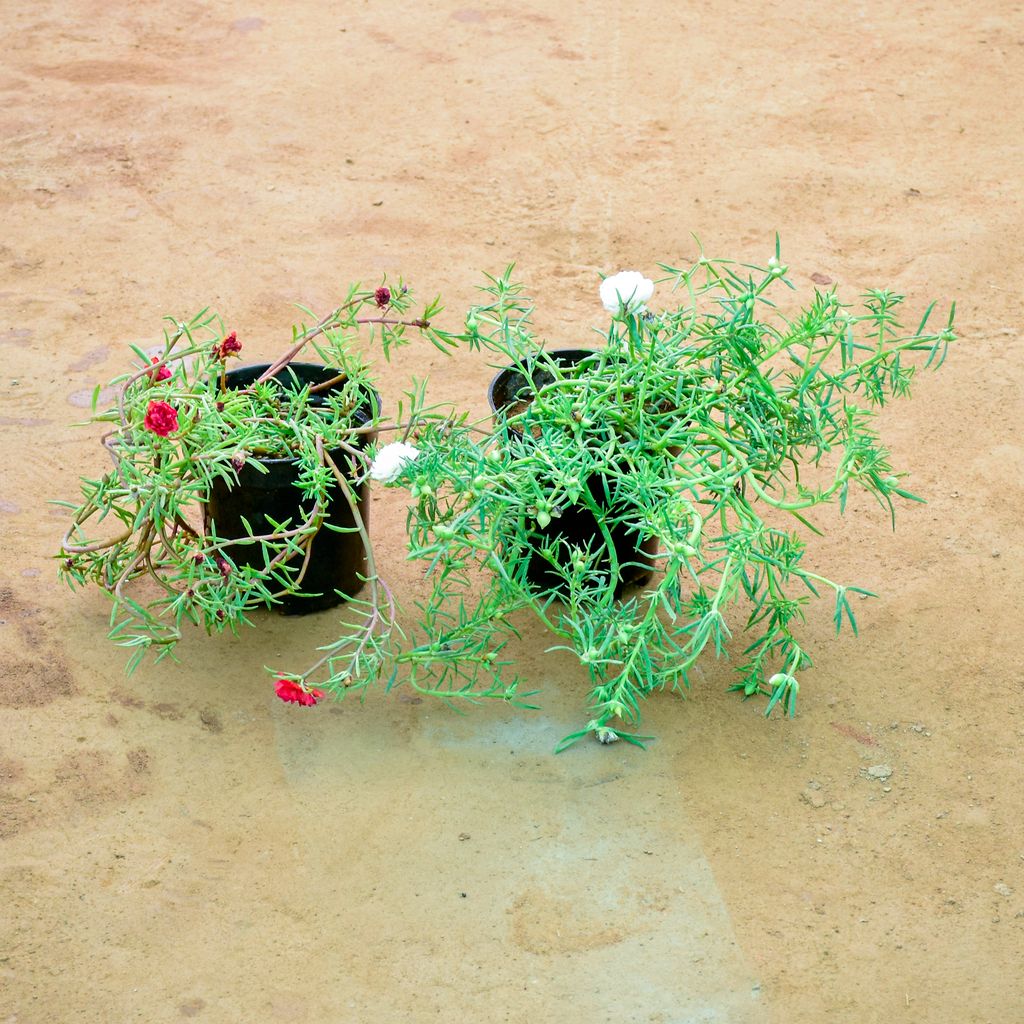 Set of 2 - Moss Rose (Any Colour) in 6 Inch Nursery Pot