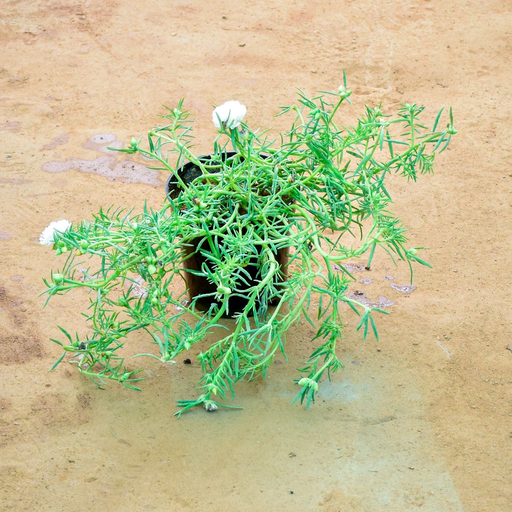 Portulaca Moss Rose (Any colour) in 6 Inch Nursery Pot