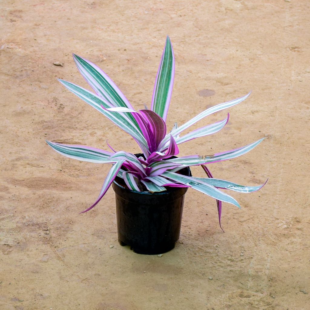 Rhoeo / Durangi Purple in 6 Inch Nursery Pot