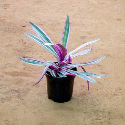 Buy Rhoeo / Durangi Purple in 6 Inch Nursery Pot Online | Urvann.com