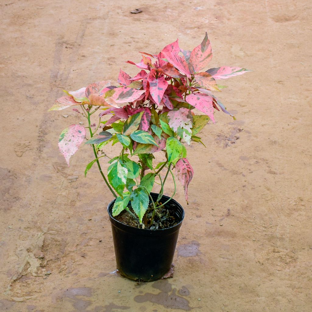 Acalypha in 6 Inch Nursery Pot