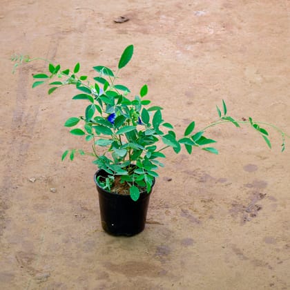 Buy Aparajita / Asian Pigeonwings (Any Colour) in 6 Inch Nursery Pot Online | Urvann.com