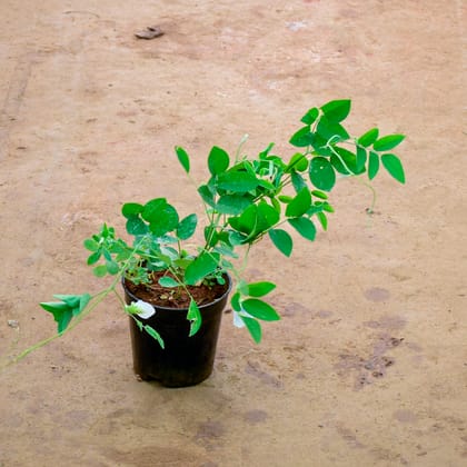 Buy Aparajita / Asian Pigeonwings (Any Colour) in 6 Inch Nursery Pot Online | Urvann.com