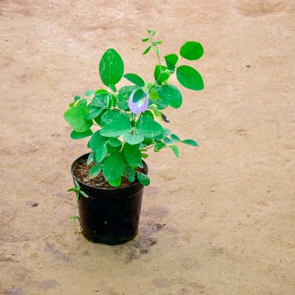 Buy Aparajita / Asian Pigeonwings (Any Colour) in 6 Inch Nursery Pot Online | Urvann.com