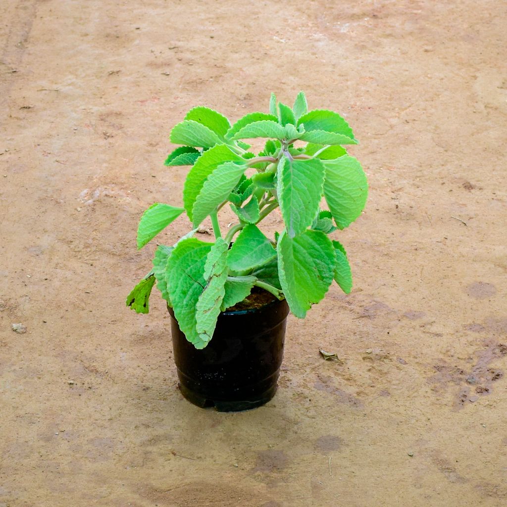 Ajwain in 6 Inch Nursery Pot