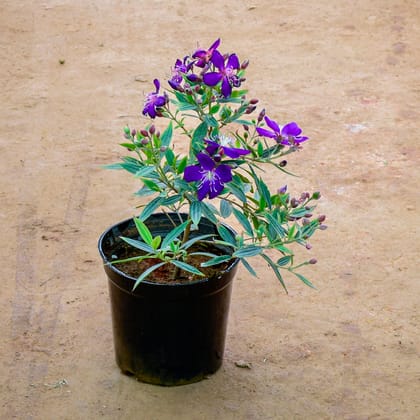 Buy Begum Bahar (Any Colour) in 6 Inch Nursery Pot Online | Urvann.com