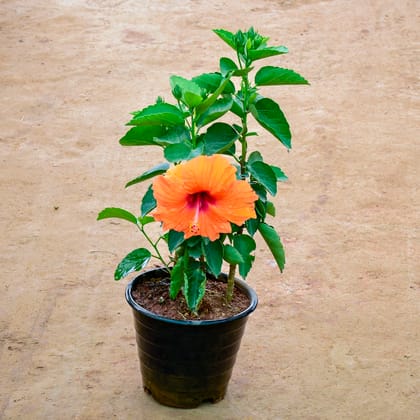 Buy Hibiscus / Gudhal (Any Cololur) in 8 Inch Nursery Pot Online | Urvann.com