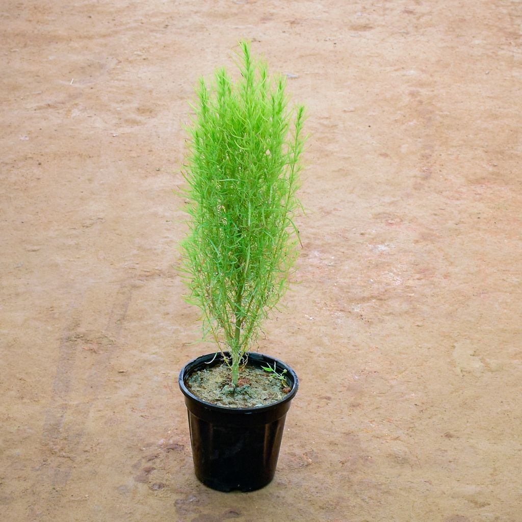 Kochia in 6 Inch Nursery Pot