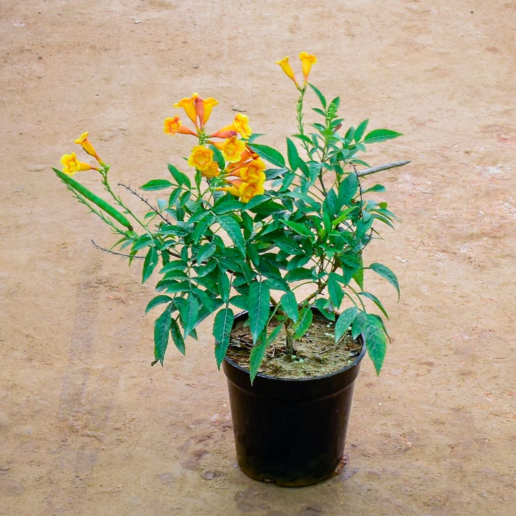 Tecoma Orange in 6 Inch Nursery Pot