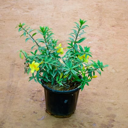 Buy Allamanda Yellow in 8 Inch Nursery Pot Online | Urvann.com