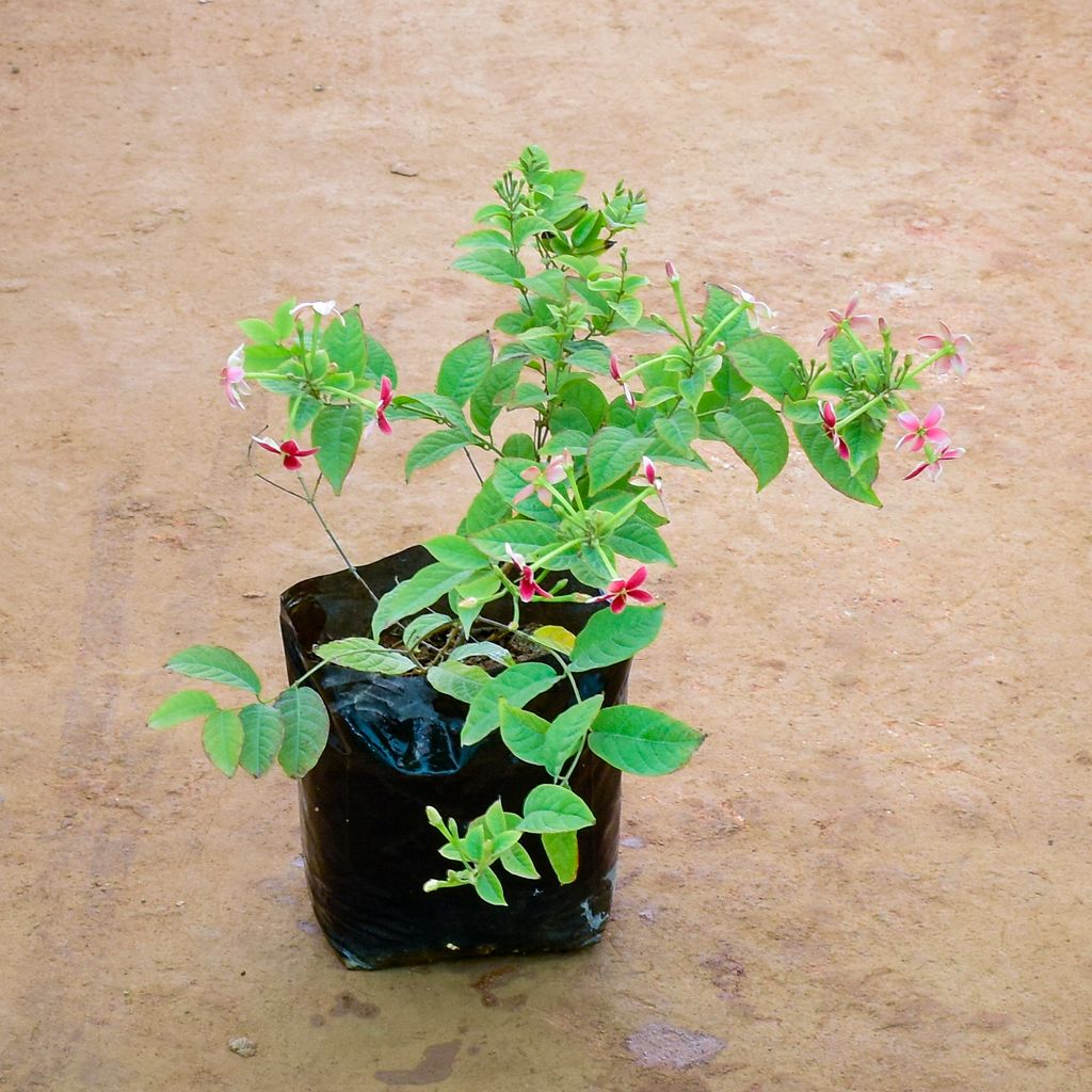 Madhu Malti / Rangoon Creeper (Any Colour) in 7 Inch Nursery Bag