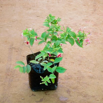 Buy Madhu Malti / Rangoon Creeper (Any Colour) in 7 Inch Nursery Bag Online | Urvann.com