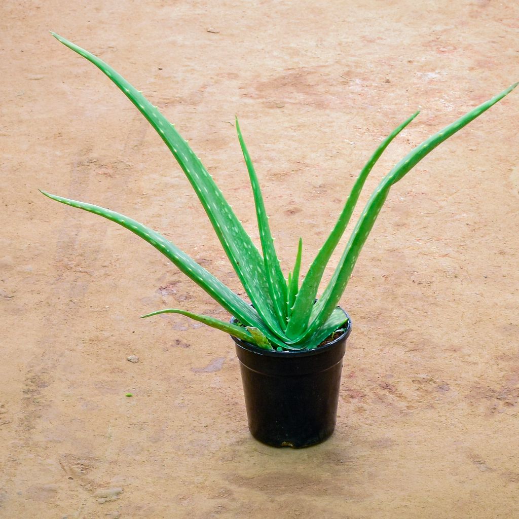 Aloe Vera in 6 Inch Nursery Pot