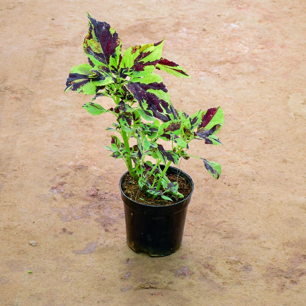 Coleus in 6 Inch Nursery Pot