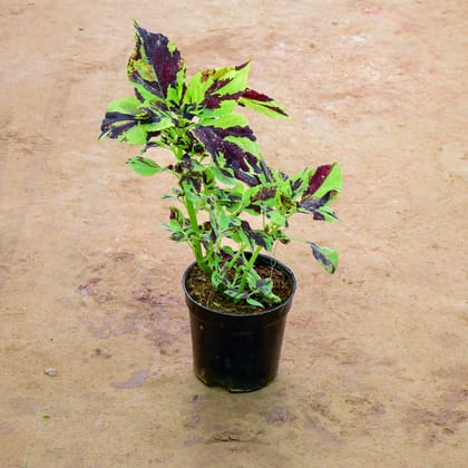 Buy Coleus in 6 Inch Nursery Pot Online | Urvann.com