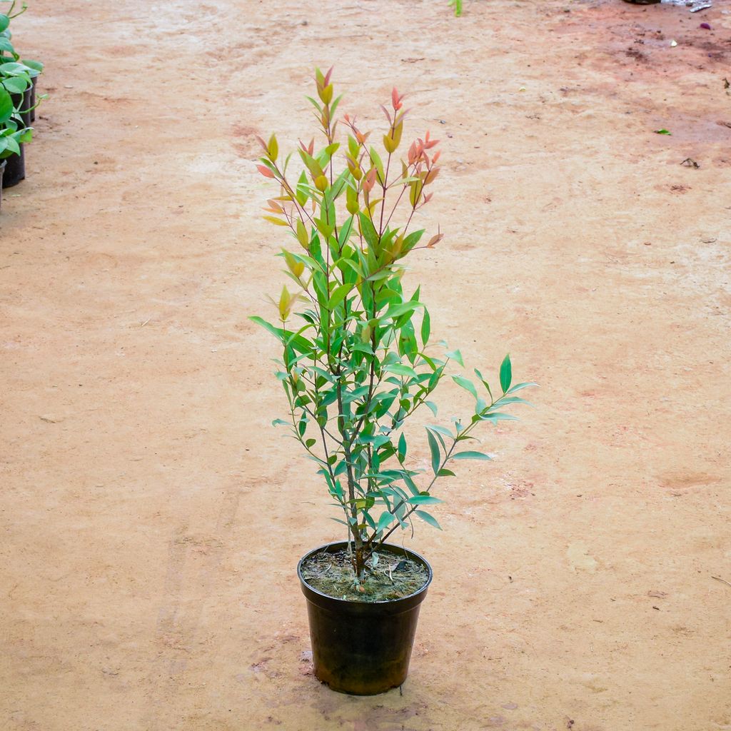 Syzygium / Christina Ficus in 6 Inch Nursery Pot