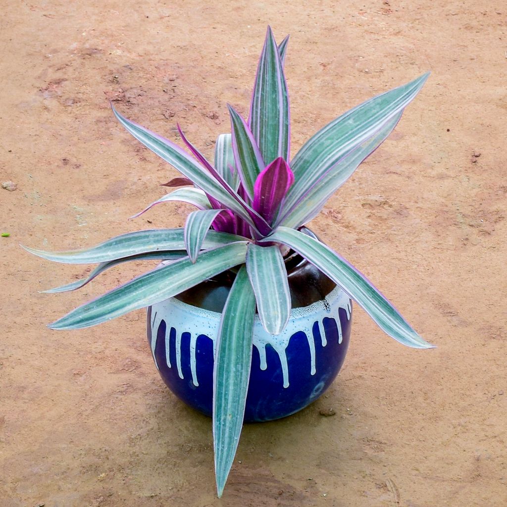 Rhoeo / Durangi Purple in 6 Inch Matki Designer Ceramic Pot (Any Colour) (Any Design)