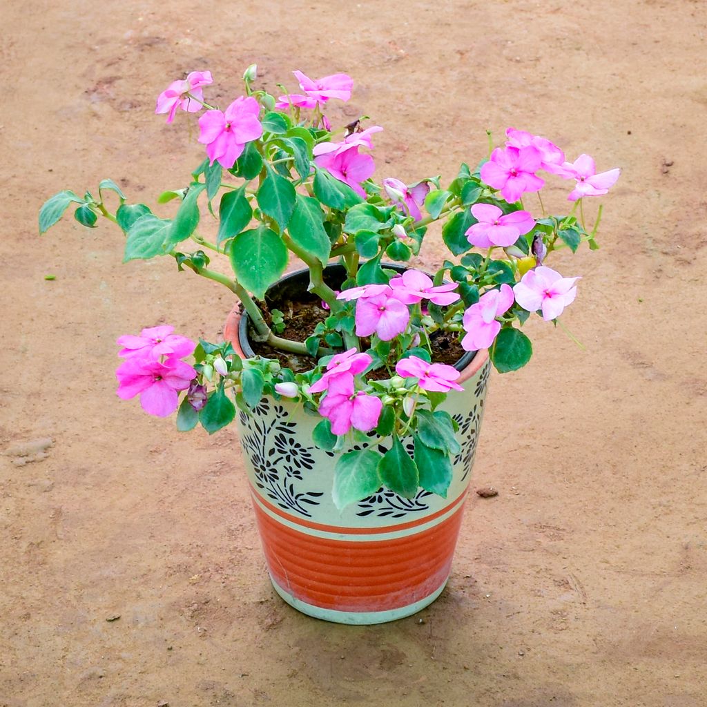 Balsam (Any Colour) in 6 Inch Balti Designer Ceramic Pot (Any Colour) (Any Design)