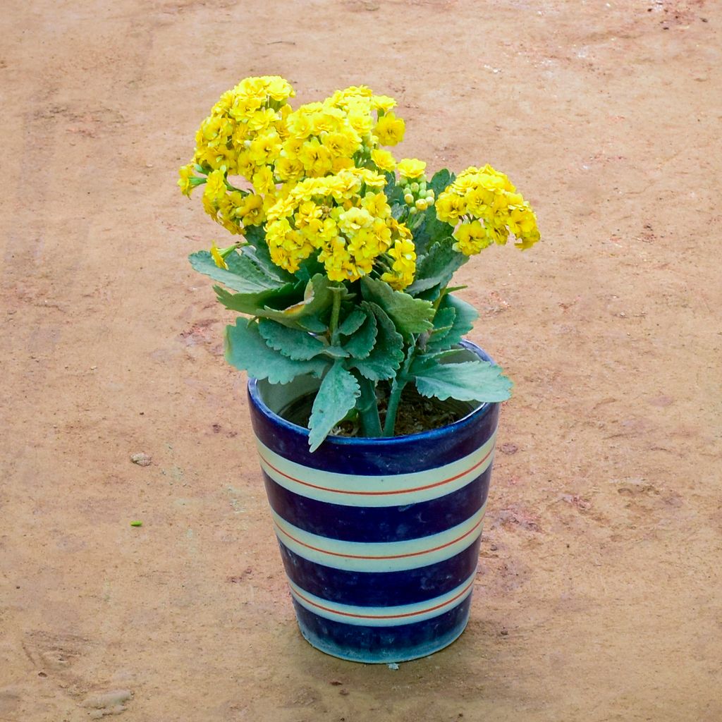 Kalanchoe Yellow Succulent in 6 Inch Balti Designer Ceramic Pot (Any Colour) (Any Design)