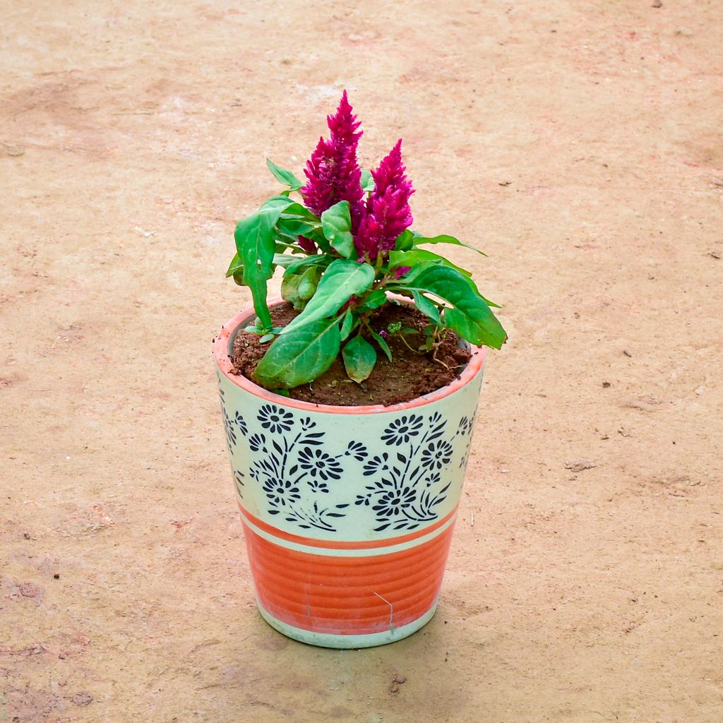 Celosia / Cockscomb Pink in 6 Inch Balti Designer Ceramic Pot (Any Colour) (Any Design)