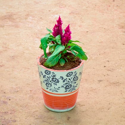 Buy Celosia / Cockscomb Pink in 6 Inch Balti Designer Ceramic Pot (Any Colour) (Any Design) Online | Urvann.com