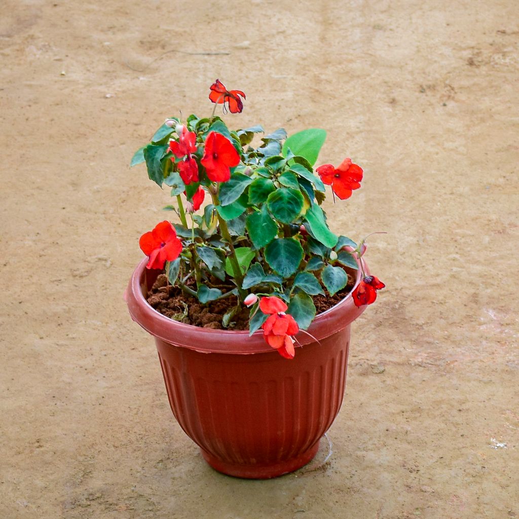 Balsam (Any Colour) in 8 Inch Terracotta Red Olive Plastic Pot