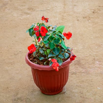 Buy Balsam (Any Colour) in 8 Inch Terracotta Red Olive Plastic Pot Online | Urvann.com