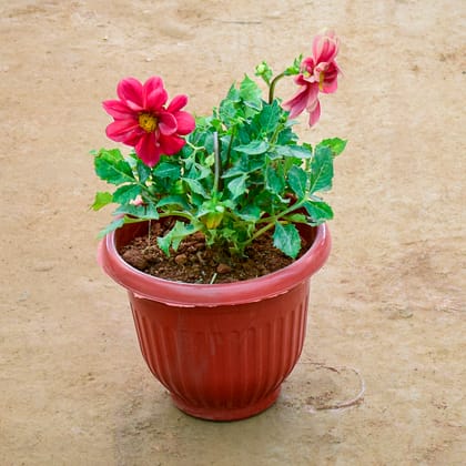 Buy Dahlia (Any Colour) in 8 Inch Terracotta Red Olive Plastic Pot Online | Urvann.com