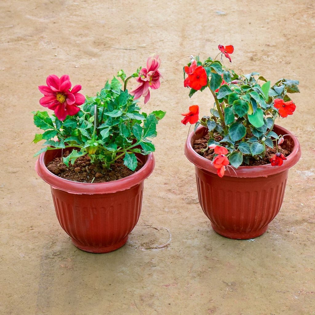 Set of 2 - Balsam & Dahlia (Any Colour) in 8 Inch Terracotta Red Olive Plastic Pot